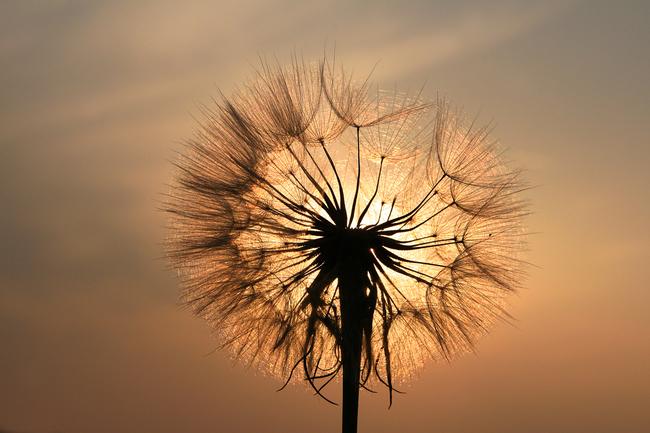 Silhouette einer Pusteblume vor einem orange-rötlichen Sonnenuntergang am Himmel.