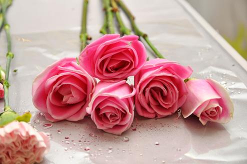 Fünf rosa Rosen mit Wassertropfen auf einer glatten Oberfläche, umgeben von grünen Stielen und einem weiteren Blütenkopf.