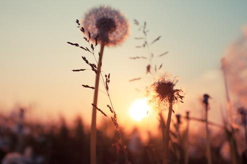 Silhouette von Löwenzahnblüten im Gegenlicht bei Sonnenuntergang mit einem verschwommenen Hintergrund.