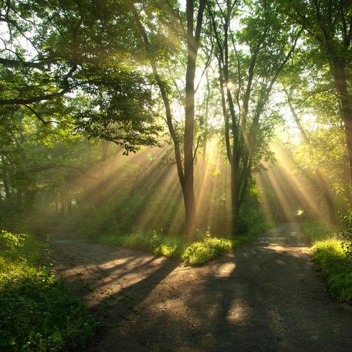 Lichtstrahlen brechen durch Bäume in einem Waldweg, der sich gabelt, umgeben von üppigem Grün.
